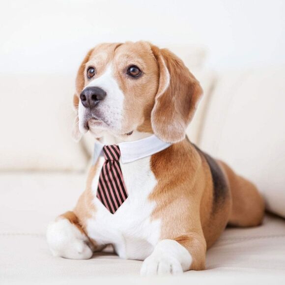 NEW Pet Bow Tie Adjustable Pet Neck Tie Costume Formal Dog Collar - Picture 4 of 5